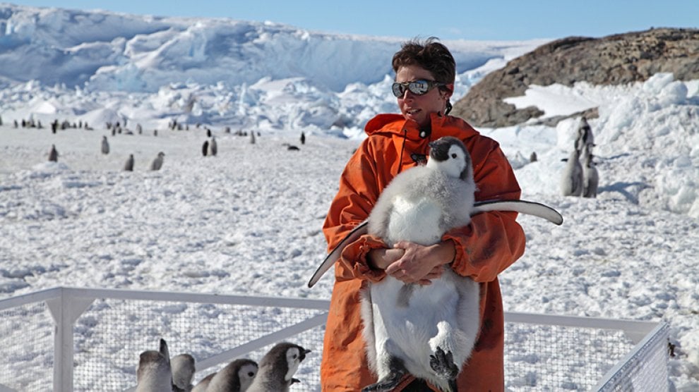 Un futuro incerto per il pinguino imperatore