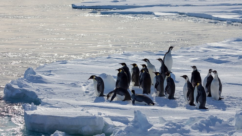 Un futuro incerto per il pinguino imperatore