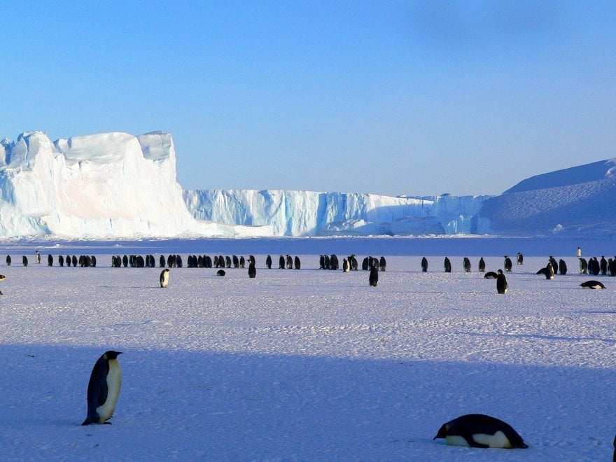 Un futuro incerto per il pinguino imperatore