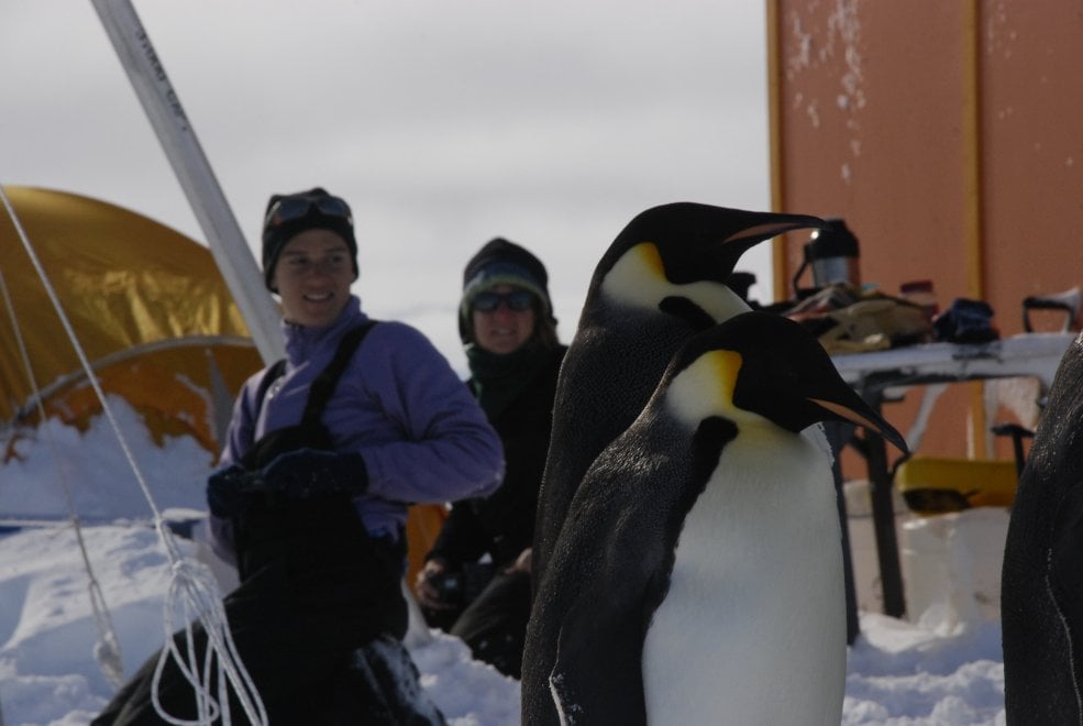 Un futuro incerto per il pinguino imperatore