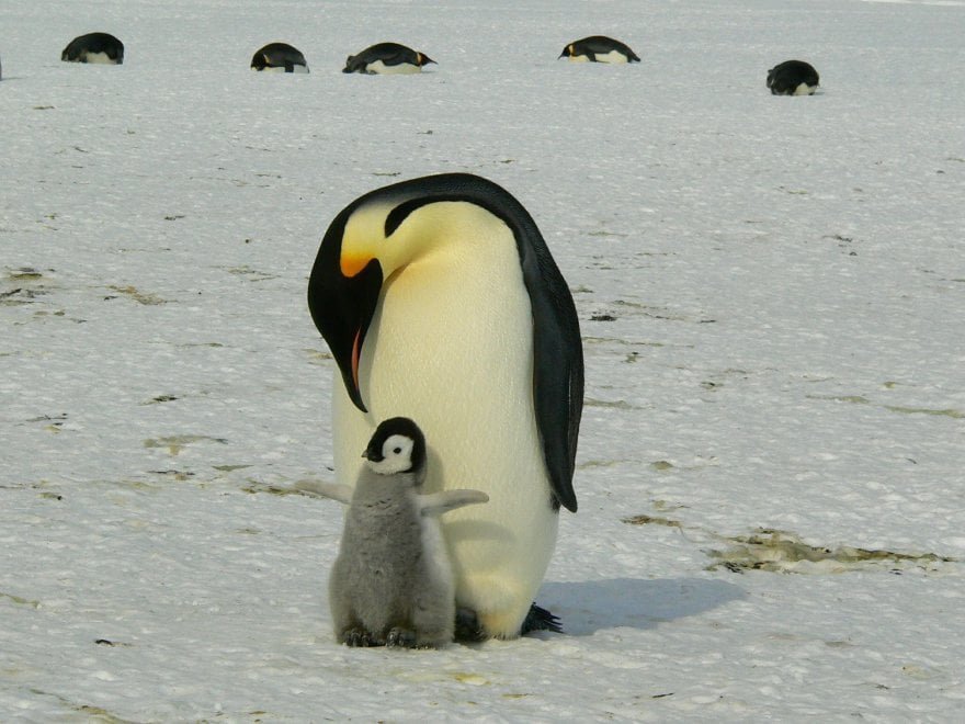 Un futuro incerto per il pinguino imperatore