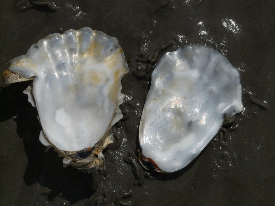 Una proteina dà sostanza alla madreperla
