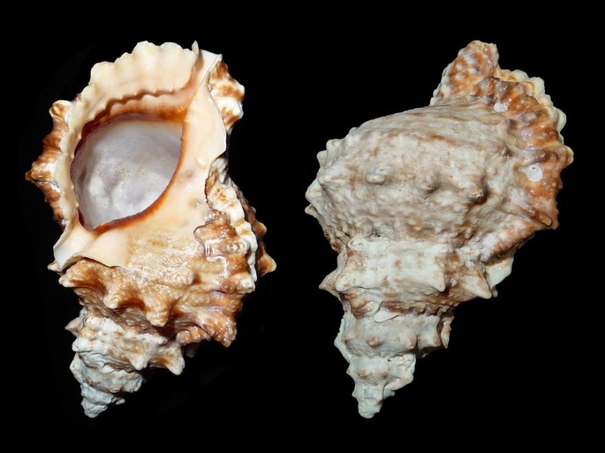Una proteina dà sostanza alla madreperla