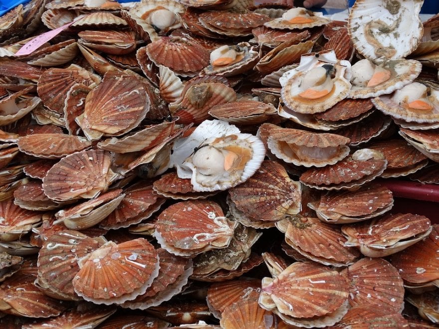 Una proteina dà sostanza alla madreperla