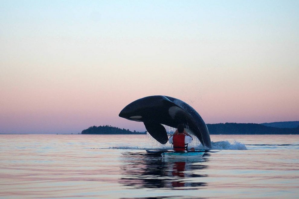 Vancouver, l'orca sorvola il kayak: la prospettiva è affascinante