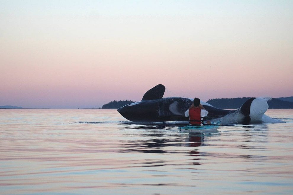Vancouver, l'orca sorvola il kayak: la prospettiva è affascinante