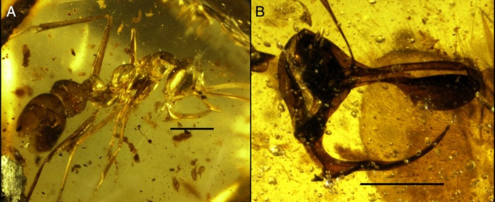 Le terribili fauci di “Vladi”, l’antica formica vampiro con il corno di metallo