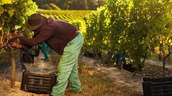Molti lavoratori della viticoltura sono stranieri