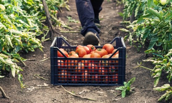 I migranti oggi possono salvare il settore agricolo