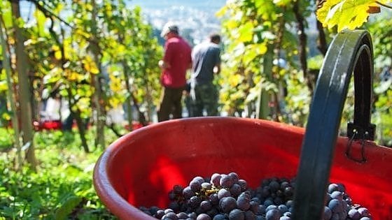Viaggi: sulle strade della vendemmia