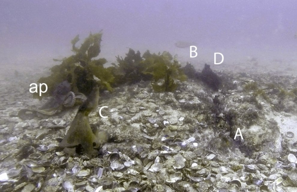 Octlantis, la città costruita dai polpi