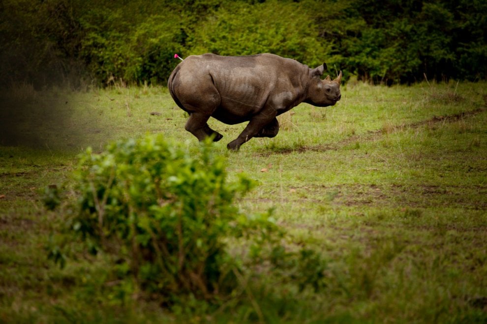 Giornata mondiale del rinoceronte, specie a rischio bracconaggio