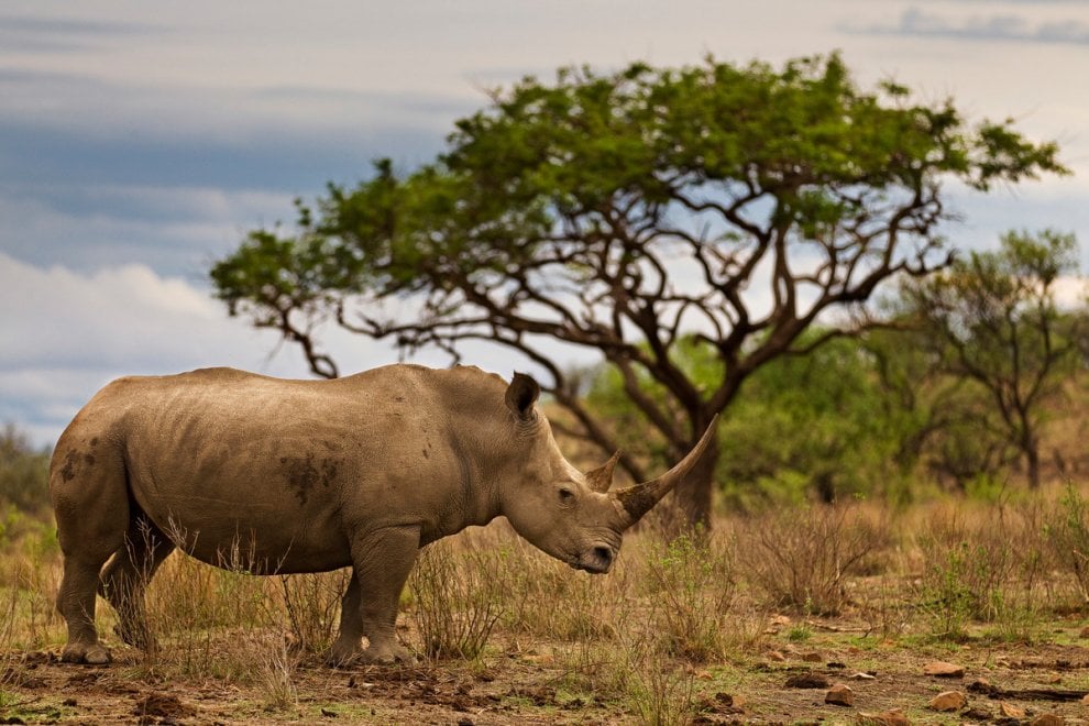 Giornata mondiale del rinoceronte, specie a rischio bracconaggio