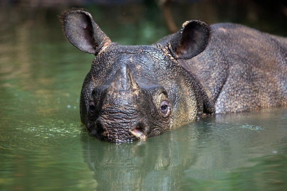 Giornata mondiale del rinoceronte, specie a rischio bracconaggio