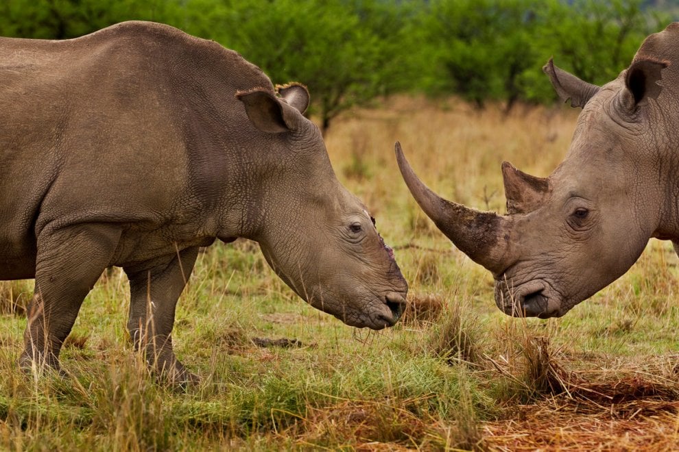 Giornata mondiale del rinoceronte, specie a rischio bracconaggio