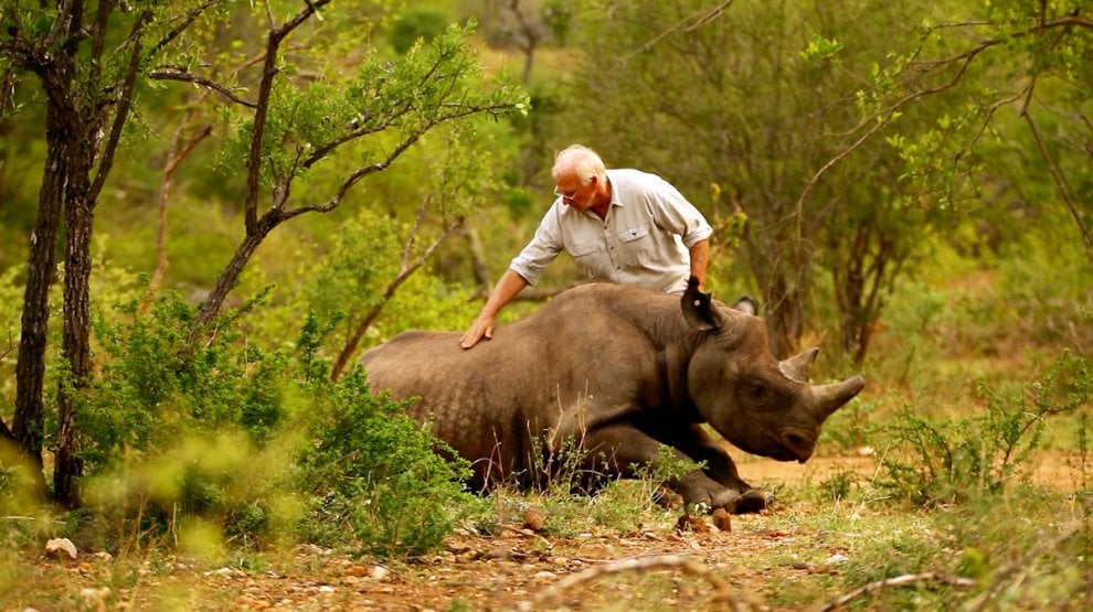 Giornata mondiale del rinoceronte, specie a rischio bracconaggio