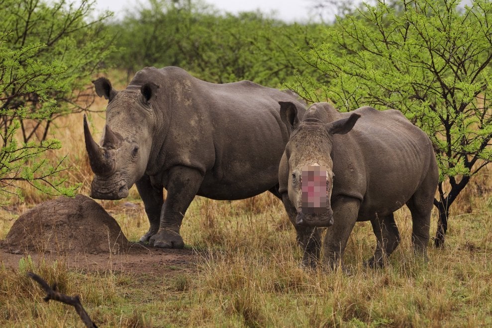 Giornata mondiale del rinoceronte, specie a rischio bracconaggio