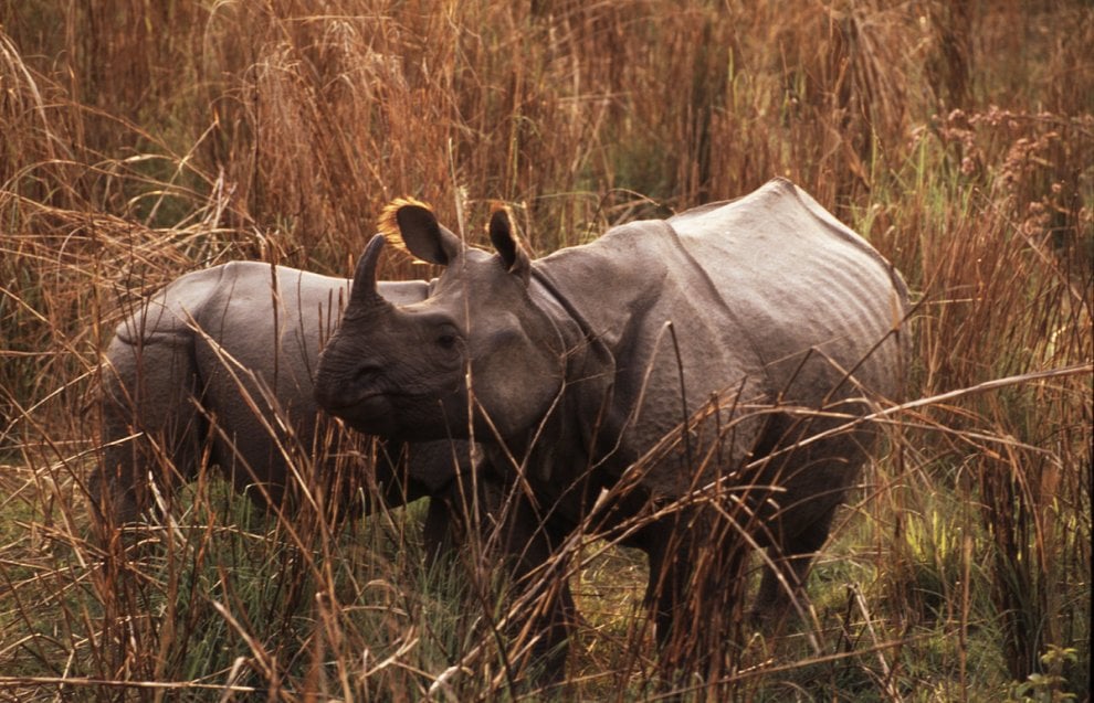 Giornata mondiale del rinoceronte, specie a rischio bracconaggio