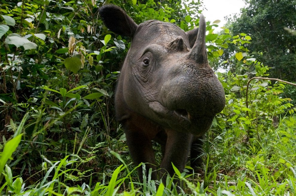 Giornata mondiale del rinoceronte, specie a rischio bracconaggio