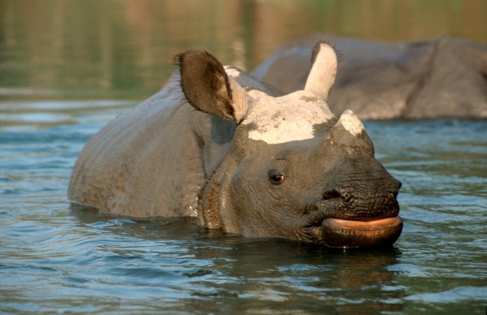 Giornata mondiale del rinoceronte, specie a rischio bracconaggio