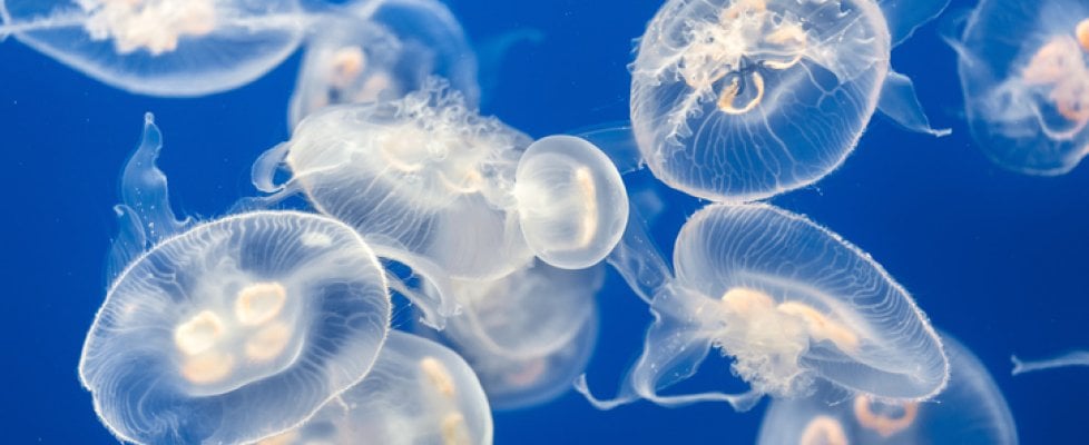 Lo scienziato delle meduse: ”Sono troppe, mangiarle farà bene anche all’ambiente”
