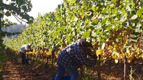 Vendemmia difficile, scarsa, non memorabile. Ok, ma ora basta lamentarsi