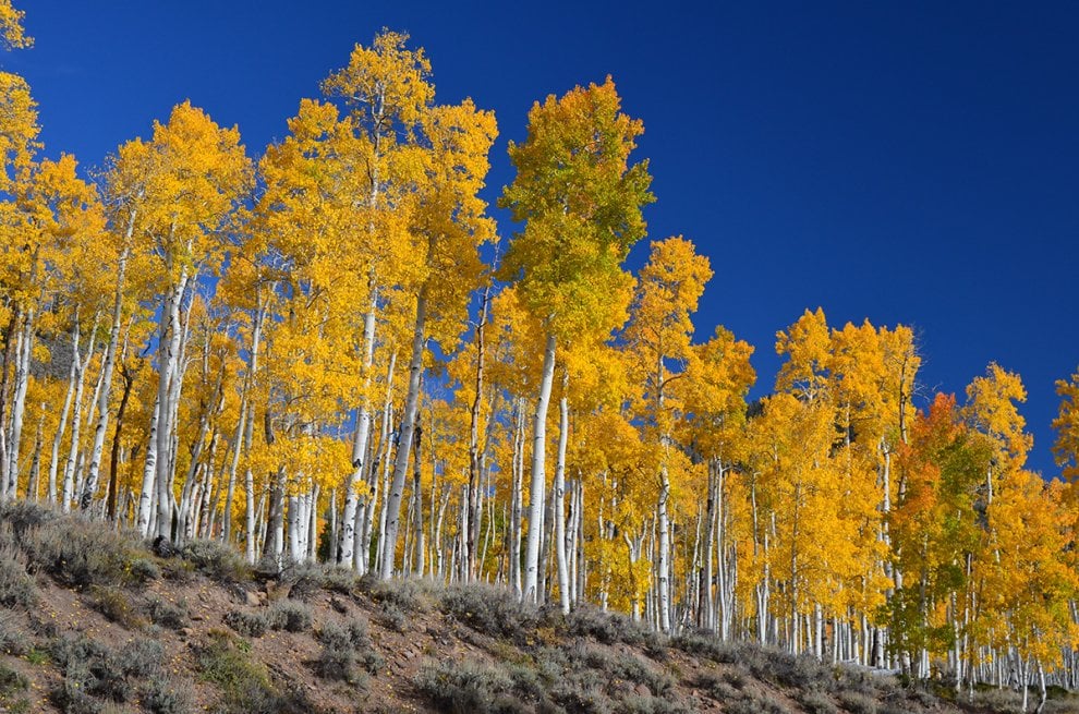 Pando, il gigante che trema