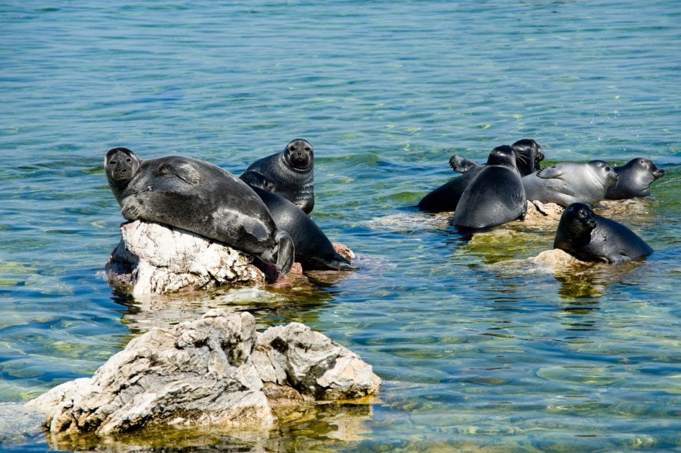 ''Così stiamo uccidendo il lago Baikal"