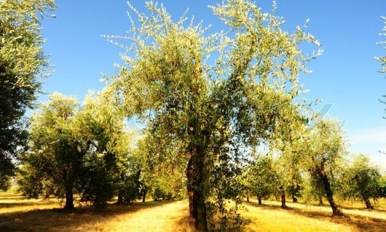 Hanno resistito alle differenze climatiche le piante autoctone e gli impianti tradizionali