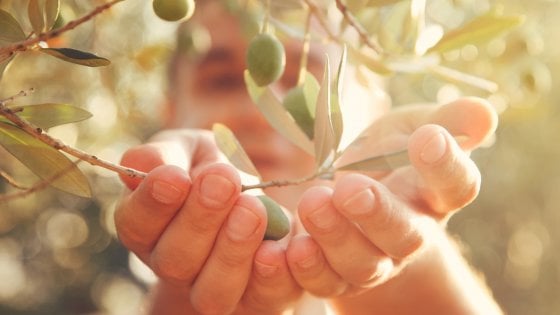 Una giornata interamente dedicata a olio e olivi