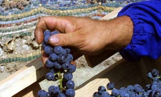 L'uva raccolta a pochi passi dai mosaici romani