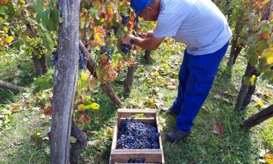 Un momento della vendemmia