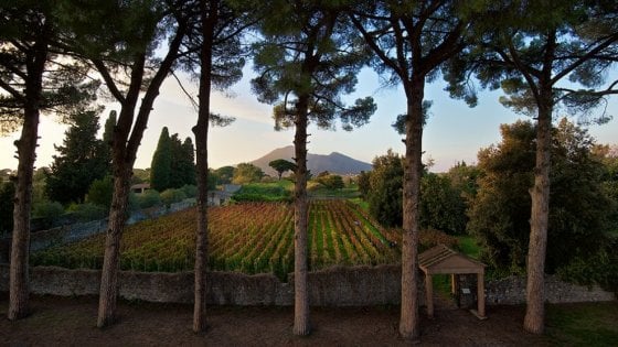 Vitigni negli scavi di Pompei