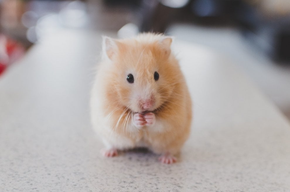 Animali da compagnia, una dieta naturale è possibile