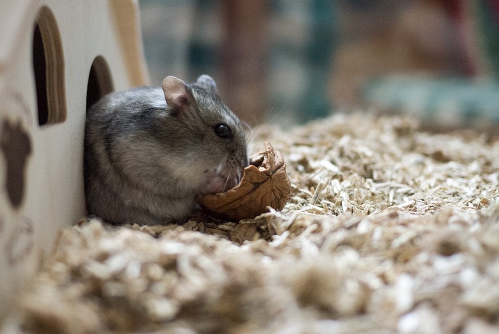 Animali da compagnia, una dieta naturale è possibile