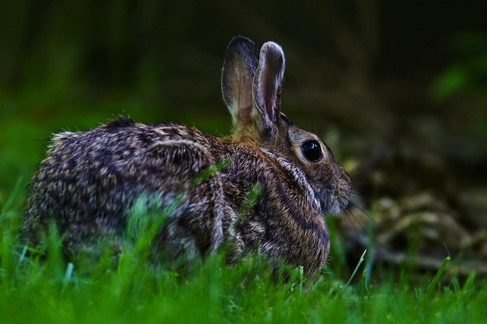 Animali da compagnia, una dieta naturale è possibile