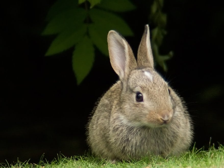 Animali da compagnia, una dieta naturale è possibile
