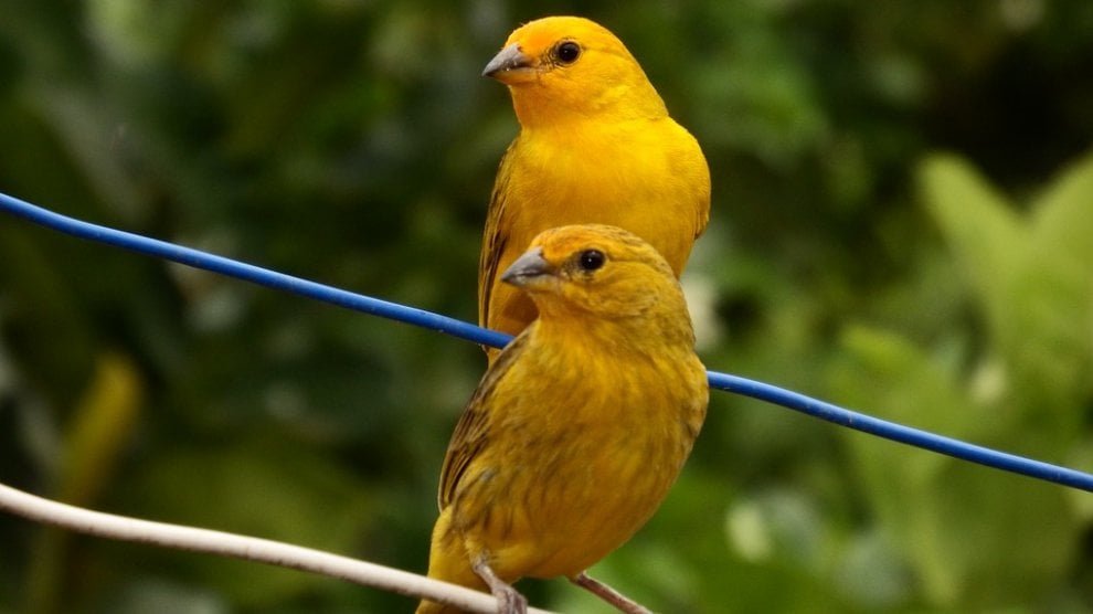Animali da compagnia, una dieta naturale è possibile