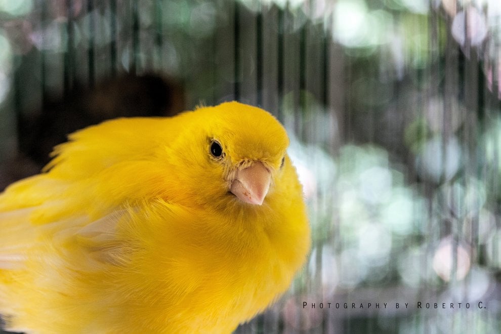 Animali da compagnia, una dieta naturale è possibile