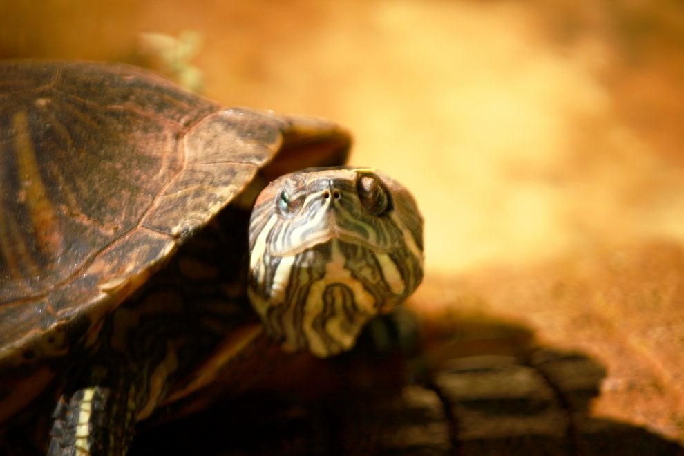 Animali da compagnia, una dieta naturale è possibile