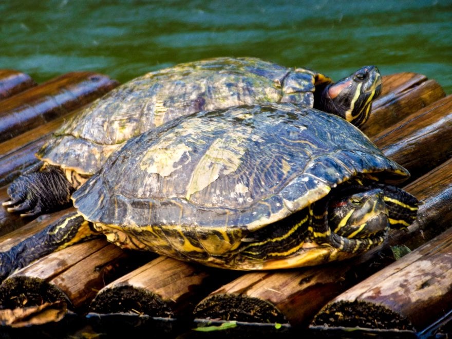 Animali da compagnia, una dieta naturale è possibile