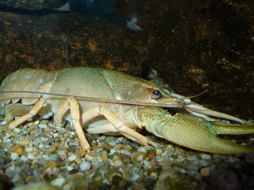 La mappa delle specie aliene