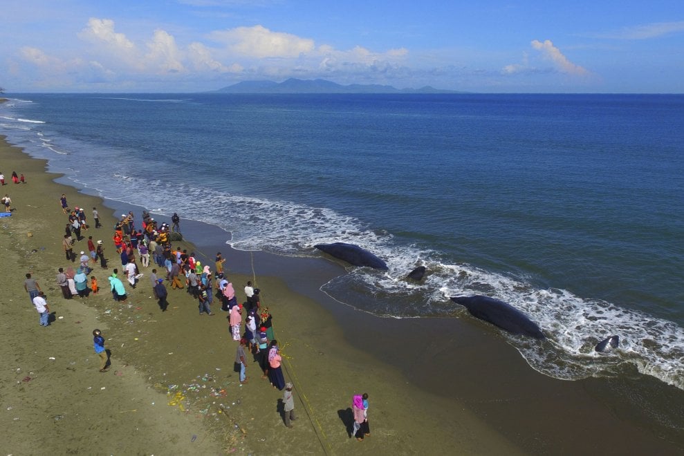 Indonesia, capodogli spiaggiati  sull'isola di Sumatra: le immagini dei soccorsi