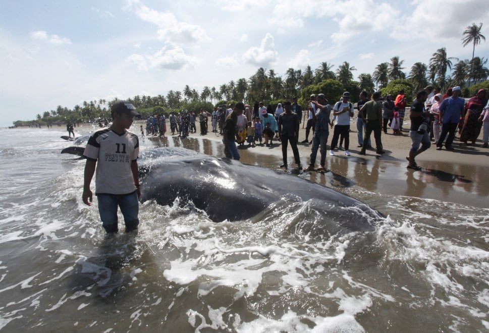 Indonesia, capodogli spiaggiati  sull'isola di Sumatra: le immagini dei soccorsi