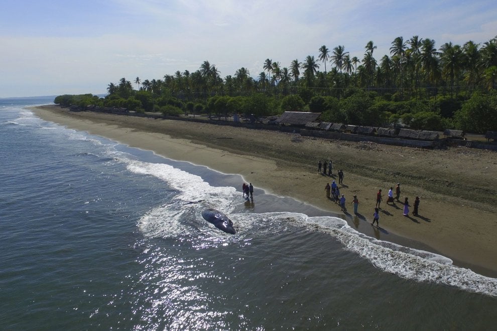 Indonesia, capodogli spiaggiati  sull'isola di Sumatra: le immagini dei soccorsi