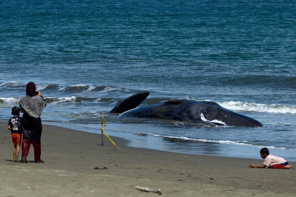 Indonesia, capodogli spiaggiati  sull'isola di Sumatra: le immagini dei soccorsi