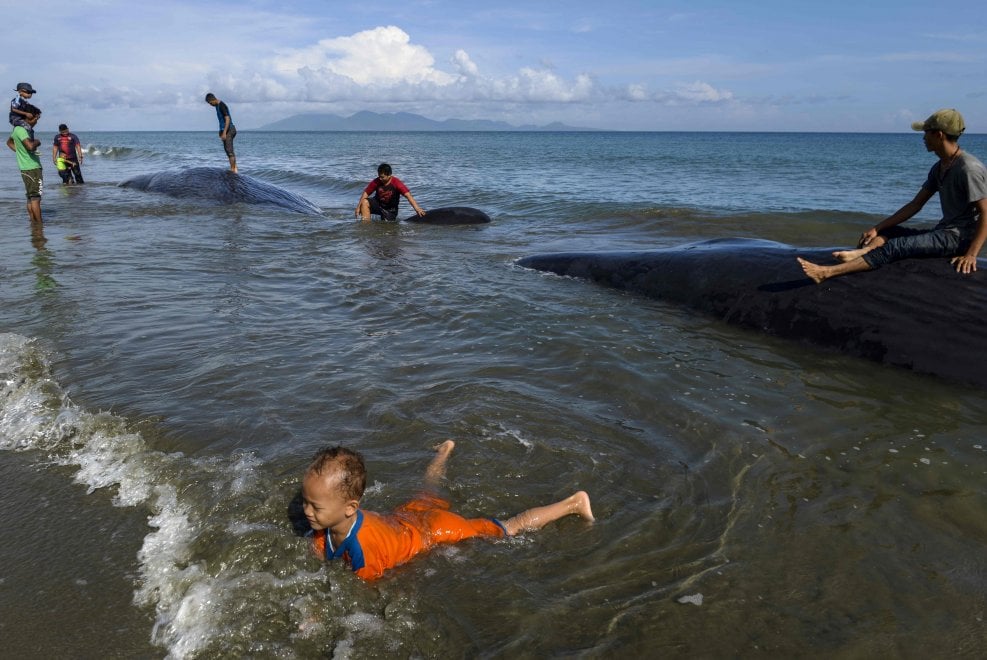 Indonesia, capodogli spiaggiati  sull'isola di Sumatra: le immagini dei soccorsi