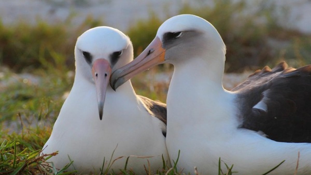 Allarme Albatros Dimezzati Per La Pesca E Le Modifiche All ecosistema Repubblica it