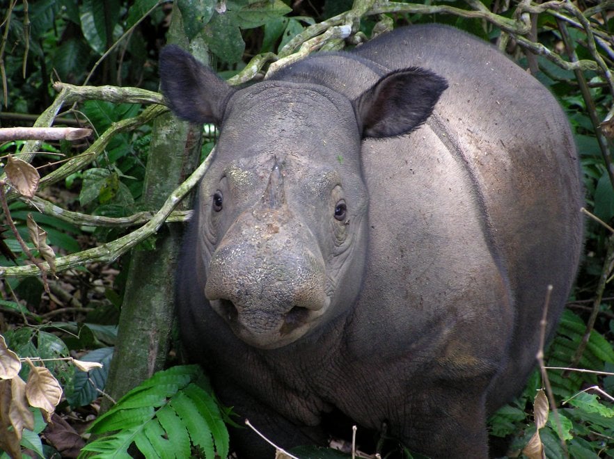 La mappa dell'estinzione del Wwf: 16 specie a rischio entro la fine del 2018