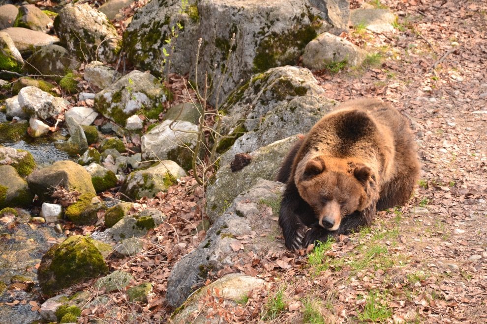 La mappa dell'estinzione del Wwf: 16 specie a rischio entro la fine del 2018
